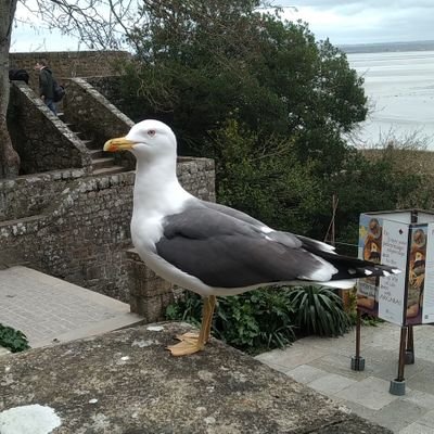 skyflyallright's profile picture. 芝＆BE→社会人