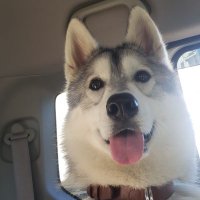 シベリアンハスキー ZAC ザック (@m10342873) 's Twitter Profile