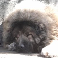 Silk Road Rare Livestock Guardian Dog Breed Rescue(@SilkRoadResQ) 's Twitter Profile Photo