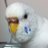 Jazzyインコのアイコン