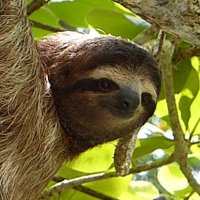 Startup Sloth (@startupsloth) 's Twitter Profile