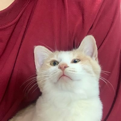 구 몽글, 현 금손이의 행복한 묘생을 위하여😆