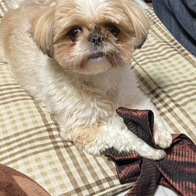 yossy_puyo's profile picture. 99世代。ぷよぷよ。全国都道府県対抗eスポーツ選手権2020KAGOSHIMA 準優勝。犬好き