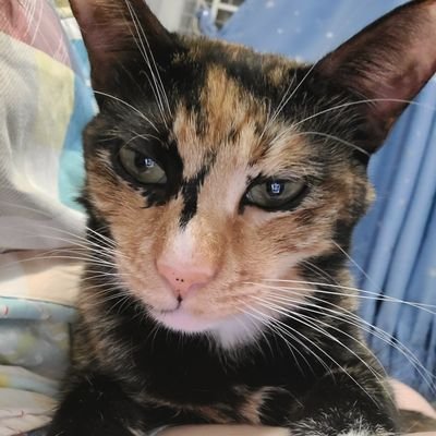 Katrinac1129's profile picture. 