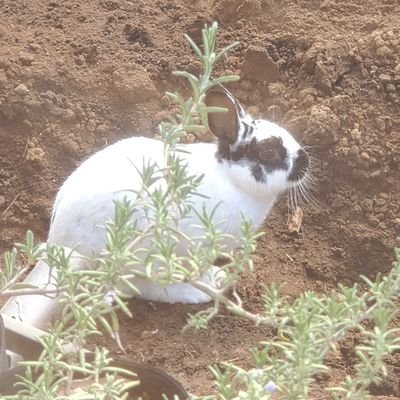 緑山ハーブガーデン ナチュラパス 脱走うさこ現在ガーデン内で寝そべり中 脱走 うさぎ ナチュラパス 緑山ハーブガーデン ナチュラパス 脱走うさこ現在ガーデン内で寝そべり中 脱走 うさぎ ナチュラパス