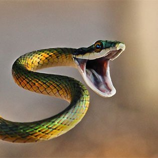 蛇です