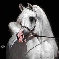 vww.z (@2l__3) 's Twitter Profile