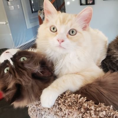 Just Two Ragdoll Brothers enjoying the high life with fun adventures and the occasional foster siblings.

Located in DFW TX 

Chester: Flamepoint
Monty: seal
