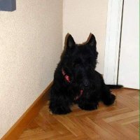 Rodica Pavlidis (@rpavlidis) 's Twitter Profile
