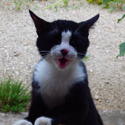 MariechataiMc2's profile picture. Nul n’est plus misérable que celui qui sait et ne dit pas, si ce n’est celui qui dit et ne fait pas. Abbé Pierre

PS L'islamophobie n'est pas (encore) un délit.