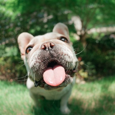 CodeingC's profile picture. 
