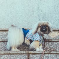 ワンコと一緒にカフェ巡り（犬カフェレポ部長）ブンブン(@bunbunshop) 's Twitter Profile Photo