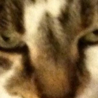 Kater, tijger, leeuw!🦣Wat betreft de PVV/FvD hou ik het bij Max Liebermann: 'Ich kann gar nicht so viel fressen, wie ich kotzen möchte.' Dutch, English, German