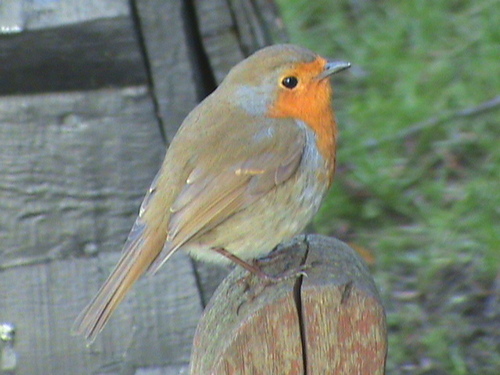 rusticrobin Profile Picture