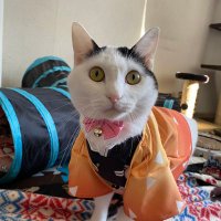 🐮にゃんこ師匠もふもふかぺりん🐱 (@rmndcfca1) Twitter profile photo