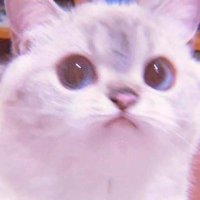 VENNESA (@jiaxing_1998) 's Twitter Profile