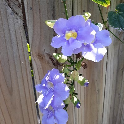 I am an old lady  gardener. My life lesson is a  diverse garden is the most productive, beautiful and sustainable. Nature teaches, we should listen.