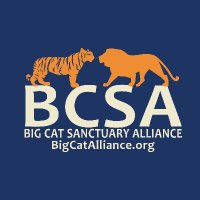 Big Cat Sanctuary Alliance (@bigcatalliance) 's Twitter Profile