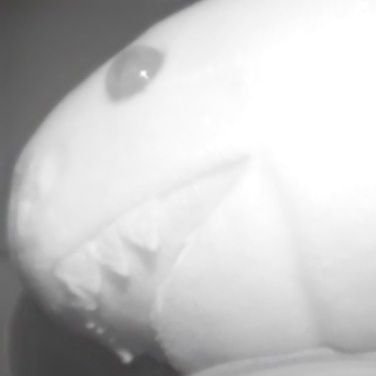 Name's Infra! | 22 | Secretive and boring femboy | Pan | An egg | Takes pictures of things with my infrared camera~
Discord: Infra#7140 (infrashark)