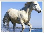 الحاج متولي