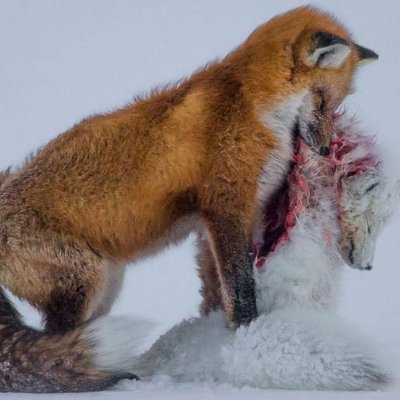 Redfox50610579's profile picture. 