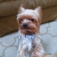 CRYPTO DOG (@leftliberal2015) 's Twitter Profile