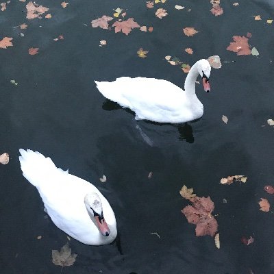 magnolia096's profile picture. 