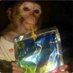 The Blessed Monkey (@blessed_monkey) Twitter profile photo The Blessed Monkey (@blessed_monkey) Twitter profile photo