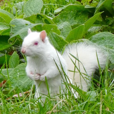 š©š¼āš»I record UK sightings of White & Albino SquirrelsšWildlife|Nature|Research|Photography. š§ššŗPlease report your white squirrel sightings hereā¬ļø šš»