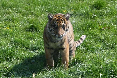 ProtectTheTiger's profile picture. One girls love for the Tiger. Regular updates on my life and Tiger conservation efforts around the world.