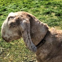 Joyce Greenslade (@joydevonvalley) 's Twitter Profile