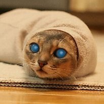 natronkeltner's profile picture. CTO, Cofounder @ Atredis Partners.