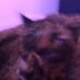 Rowan (@rowan______) Twitter profile photo Rowan (@rowan______) Twitter profile photo