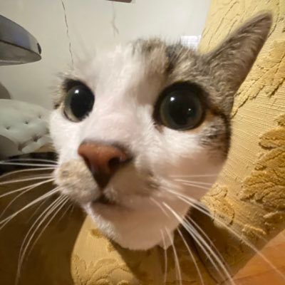 FedorenkoKaty's profile picture. 