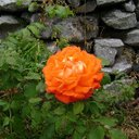 Cheryl Blevins - @CherylBlevins2 - Twitter