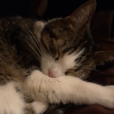 he / they • atlanta • i do not understand social media • queer food trans leftist sincerity gaming sf/f communism solidarity southern cats kitchens latinx