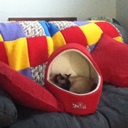 IRENE JOHNSTON - @ISISJ45 - Twitter