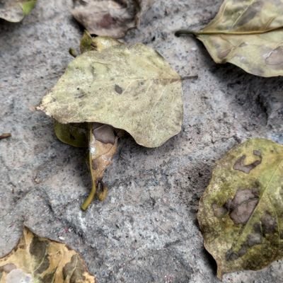 bdev_1's profile picture. 