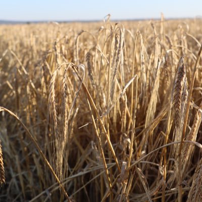 Corporate dryland grain producer on farms around Pingrup.