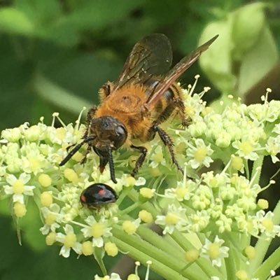 はなばち（趣味垢）さんのプロフィール画像