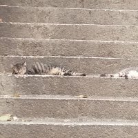 風森の猫 (@windwindcat) 's Twitter Profile Photo