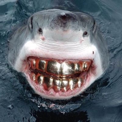 Shark Wes. jesus bermudezfernandez stan account. Una vez le hice ratio a Mariano Rajoy. Madrugón enjoyer