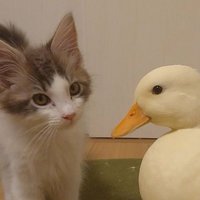 🦆むしぱん/しらす🐈(@64pan_4rasu) 's Twitter Profile Photo