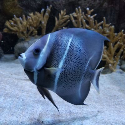 Jazznpam's profile picture. 