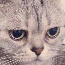 ジト目猫のジト＋ミア＆カンナさんのプロフィール画像