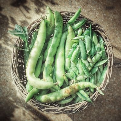 Restauración ecosistémica, Jardinería 🌱
Agroecología, Autoconsumo 👩🌾💚
https://t.co/qASKd3Vo2K