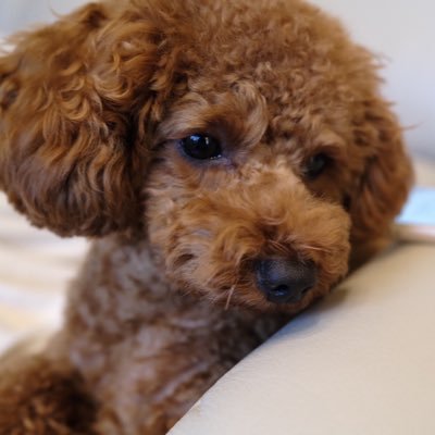 michi72576962's profile picture. 動物愛護に関心があります。動物に
優しい世界を目指したい。