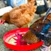 Pwani Poultry Solutions (@pwani_poultry) Twitter profile photo Pwani Poultry Solutions (@pwani_poultry) Twitter profile photo