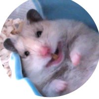 🐹めいとろぎんしなくり🐹(@hamham_don) 's Twitter Profile Photo