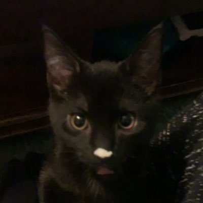 cjp1325's profile picture. The best things in life are the ones we never realize are some of the best things we experience. Oh the cat, thats squishy registered badass and my cat.